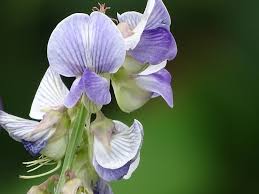 Image result for Crotalaria verrucosa