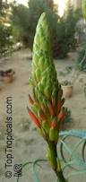 Image result for Aloe arborescens