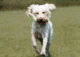 Don't wait, ask anything right now. Is Your Goldendoodle Too Skinny Doodle Tips