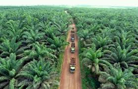 Kesan pertanian kelapa sawit terhadap alam sekitar. Tak Ada Keraguan Sawit Tidak Boros Air Halaman All Kompasiana Com