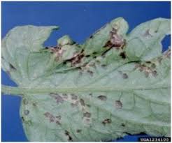Image result for tomato seedling xanthomonas vesicatoria