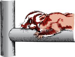 Disorders And Diseases Of Sugar Gliders All Other Pets Merck Veterinary Manual