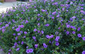 Image result for Embelia multiflora