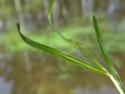 Image result for Potamogeton pusillus