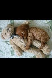 Als u heel lief achtergrond kittens en puppies, eenden en hamsters, deze verzameling van tien schattige. Schattige Dieren Cuteedieren Twitter