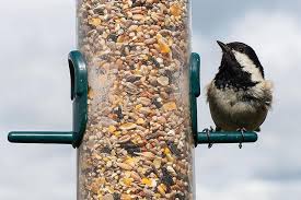 top 10 backyard bird feeding mistakes