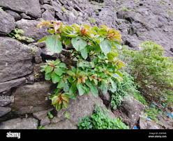 Image result for Hymenodictyon parvifolium