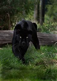 A Black Panther Is Typically A Melanistic Color Variant Of Any Of Several Species Of Larger Cat In Latin America Wild Black Pan Animals Wild Cats Big Cats