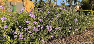 Image result for Barleria setosa