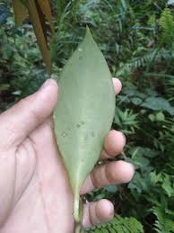 Image result for Eulophia obscura