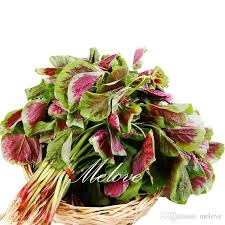 It is commonly prepared as main course during breakfast or lunchtime. Benih Sayur Bayam Loreng Bayam Merah Hijau Untuk Kesehatan Shopee Indonesia