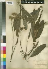 Image result for Monactinocephalus paniculatus