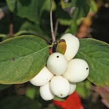 Complement planting enhances not only the looks but also aids in yield. Snowberry Nature Companion