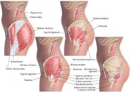 Muscles Of The Anterior Pelvis And Pelvic Floor Massage Therapy Massage Remedial Massage
