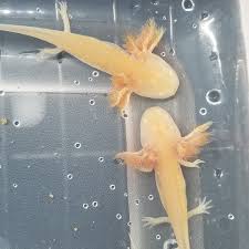 Check spelling or type a new query. Diddles Axolotls Diddlesaxolotls Twitter
