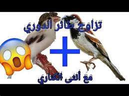 تزاوج الثعلب مع الطيور ~ bonjurebin. ØªØ²Ø§ÙˆØ¬ Ø§Ù„Ø«Ø¹Ù„Ø¨ Ù…Ø¹ Ø§Ù„Ø·ÙŠÙˆØ± ØªØ²Ø§ÙˆØ¬ Ø§Ù†Ø«Ù‰ Ø§Ù„Ø¹Ù‚Ø§Ø¨ Ù…Ø¹ Ø§Ù„Ø«Ø¹Ù„Ø¨ Ø¨ÙŠÙ† Ø§Ù„Ø­Ù‚ÙŠÙ‚Ø© Ùˆ Ø§Ù„Ø®ÙŠØ§Ù„ Ø¨Ù‡Ø§ Ø´Ø±ÙŠÙƒ Ø§Ù„Ø­ÙŠØ§Ø© Ù‡Ùˆ Ø§Ù„Ø£Ø­Ø³Ø§Ø³ Ø¨Ø§Ù„Ø£Ù…Ø§Ù† Ù…Ø¹ Ù…Ù† ÙŠØ­Ø¨ ÙˆÙŠØ£ØªÙŠ Ø¯Ø§Ø¦Ù…Ø§ Ø¹Ù†Ø¯Ù…Ø§ ÙŠØ±Ù‰ Ø§Ù„Ø´Ø±ÙŠÙƒ Ù†ÙØ³Ù‡