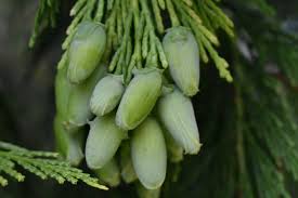 Image result for Calocedrus decurrens