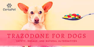 Trazodone For Dogs Safety Dosage And Natural Alternatives