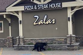 A wide variety of animal houses options are available to you, such as material, feature, and closure type. Video Revelstoke Bear Wanders Into Animal House Pet Store Victoria News
