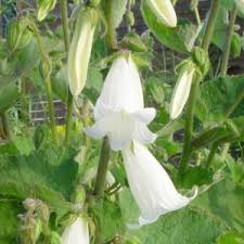 Deze plant verlangt een matig voedselrijke bodem op een licht. Campanula Glockenblumen Staudengartnerei Peters