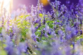 Amateur huge sets,stolen private revenge pics (pages: Natural Flower Background Amazing Nature View Of Purple Flowers Stock Photo Picture And Royalty Free Image Image 72450299