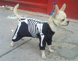 Chihuahua Dog Cute Perro Chihuahua Tierno Disfraces Para Perros Perros Chihuahua Perros