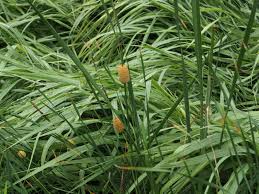 Image result for Typhaceae