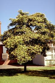 Native Frangipani Hymenosporum Flavum