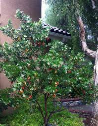 Though the mature vanilla strawberry ™ hydrangea tree will grow as high as 8 to 10 feet, for best blooms prune the plant back to 6 to 8 feet every fall. Dwarf Strawberry Tree Strawberry Tree Arbutus Unedo Habitat Garden