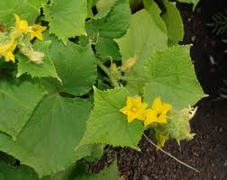 Image result for Raphidiocystis jeffreyana