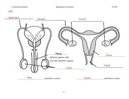 We did not find results for: Reproductive System Female Organs Diagram How To Draw Female Reproductive System Diagram Functions Female Reproductive System Diagram Science 8th Grade Female And Male Reproductive Anatomy Dugstec