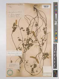 Image result for Abrus melanospermus