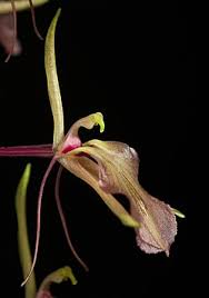 Image result for Liparis odontochilos