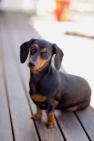 Black And Tan Mini Dachshund Girl Is All Grown Up Mini Dachshund Black And Tan 14 Months Old Dachshund Black Dachshund Dogs