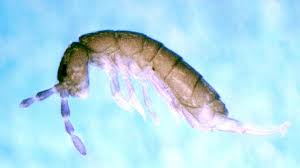 How to get rid of springtails. Springtails University Of Maryland Extension