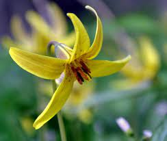 This category contains the native flora of west virginia as defined by the world geographical scheme for recording plant distributions. Use Our Ultimate Guide To Spring Wildflowers In West Virginia West Virginia Explorer