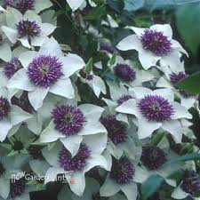 Image result for Clematis simensis