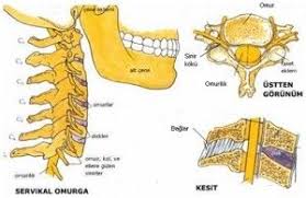 Boyun Anatomisi Saglik Bel Fitigi