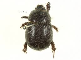 Image result for Pentodon