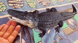 Crocodile Ar Google 3d Animals Youtube