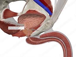 Image result for Prostate Anatomy