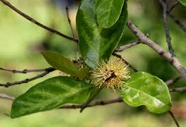 Image result for Combretum kraussii