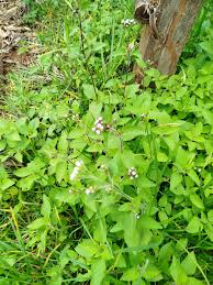 Image result for Ethulia conyzoides