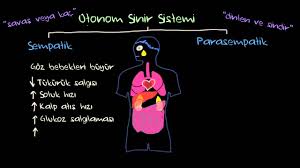 Otonom sinir sistemi viseral ve büyük oranda istemsiz duysal ve motor sistemdir. Otonom Sinir Sistemi Ve Duygularin Fizyolojik Belirtileri Saglik Ve Tip Youtube