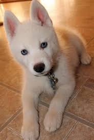 Your siberian husky puppy will geet safe shipping. Time For A Siberian Husky Puppy Party In 2021 Siberian Husky Puppies Puppies Husky Puppy