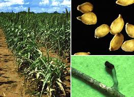 Image result for Striga passargei