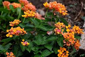 Image result for Lantana
