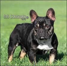 Black And Brown French Bulldog For Sale Pin De Barrie Walker Em English And French Bulldog Puppies
