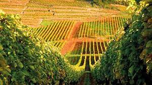 Obraz jest dostępny do pobrania w jakości. Wakacje Na Barce Na Wegrzech