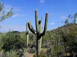 Many others can reproduce by fragmentation, whereby segments broken from the main plant will readily root to form clonal individuals. 14 Types Of Cacti For Indoors And Outdoors Including Pictures